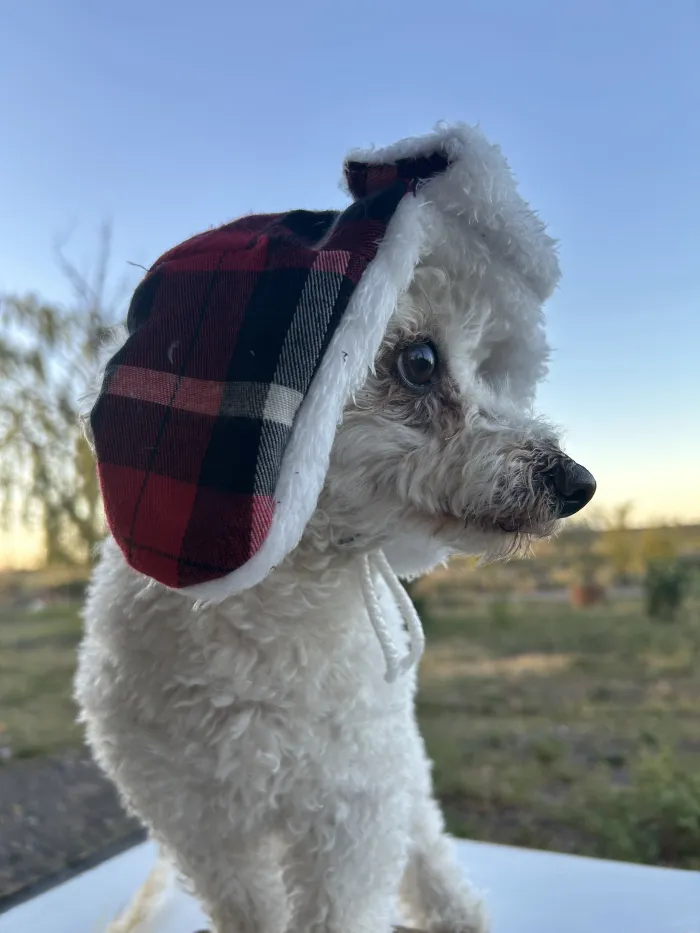 Gorritos para ellos 🐶🐱