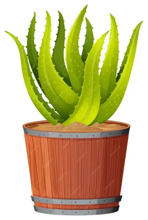 Aloes