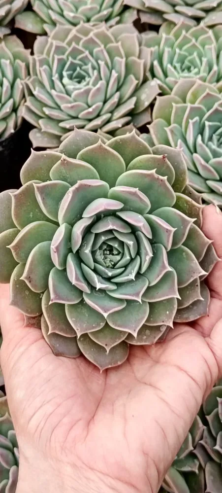 Colorata x hyalina