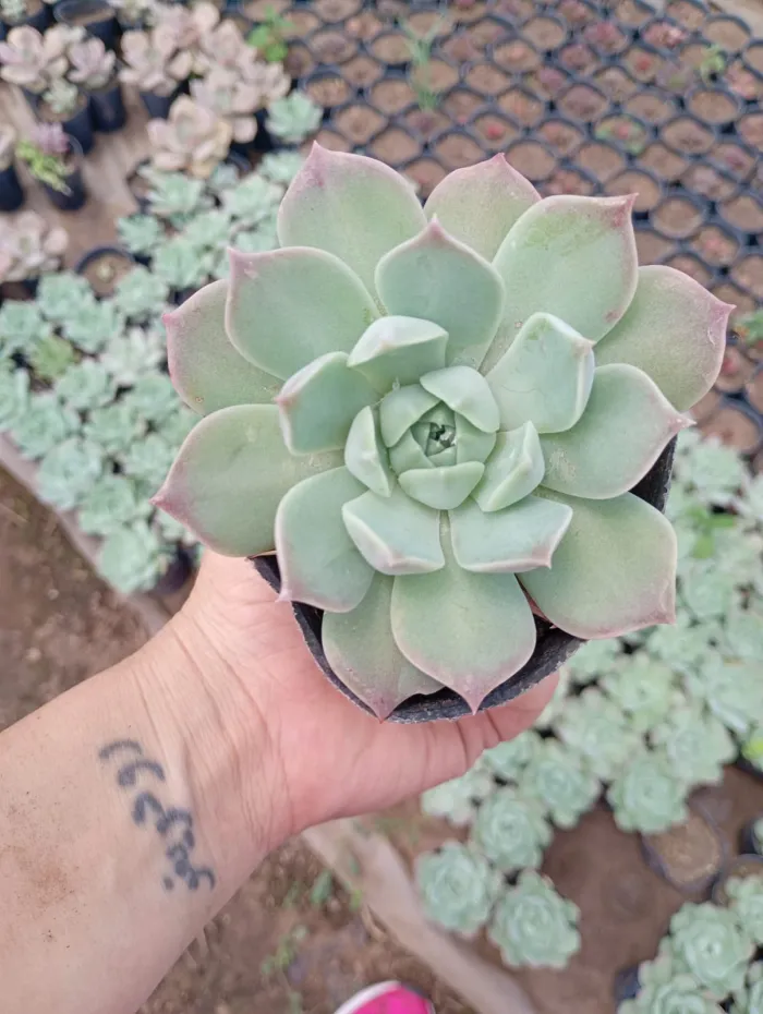 Colorata x hyalina 2