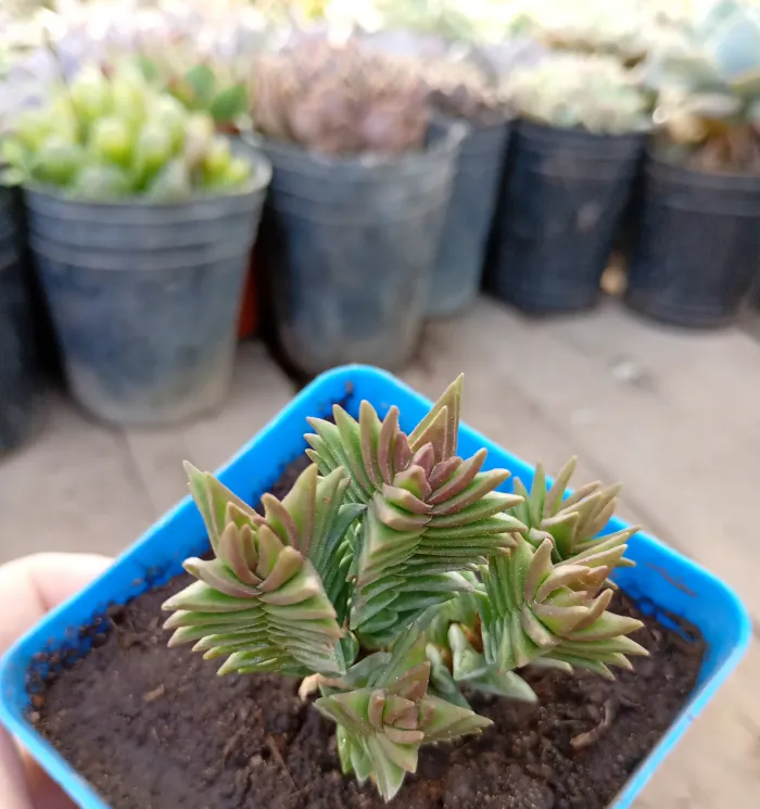 Crassullas Piramidales x Congesta