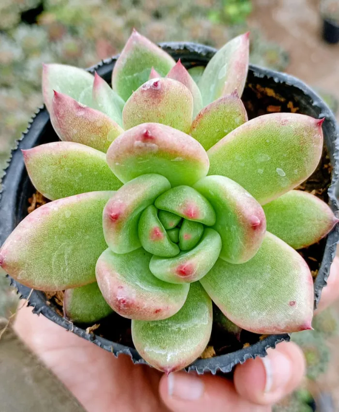 Honey Pink