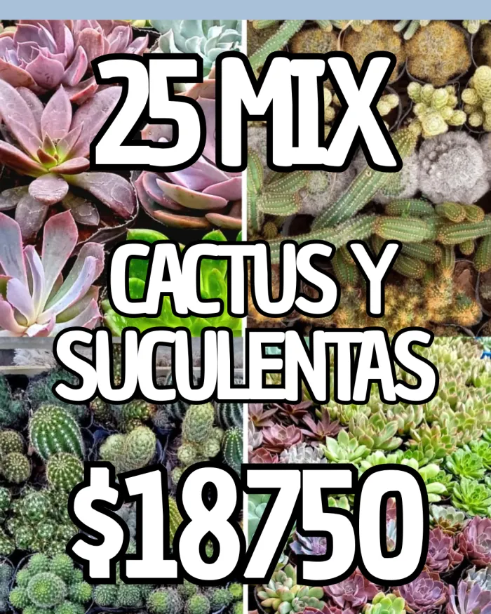 25 MIX CACTUS Y SUCULENTAS