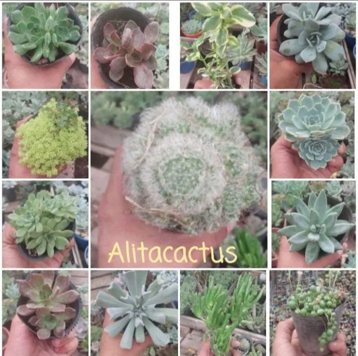 25 MIX CACTUS Y SUCULENTAS 2