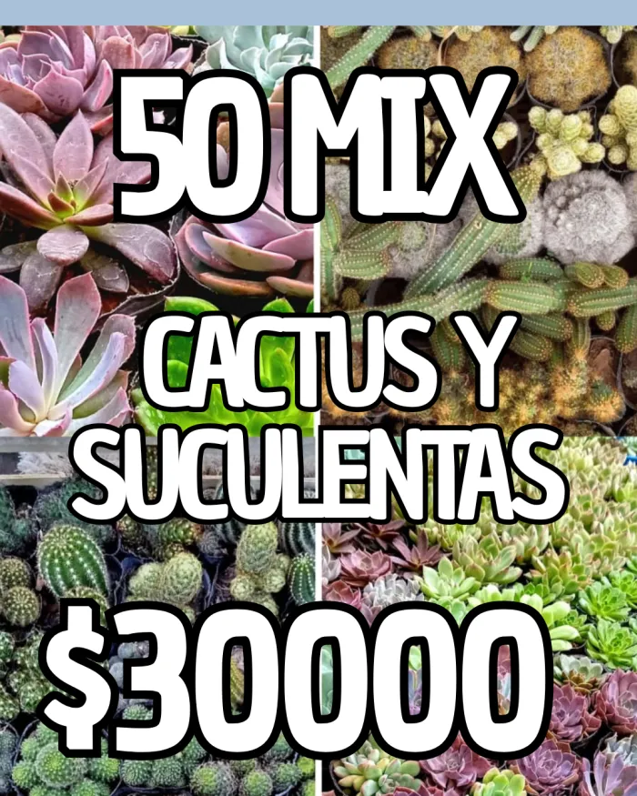 50 Mix cactus y suculentas