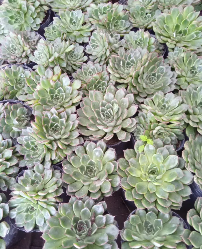 50 Mix cactus y suculentas 2