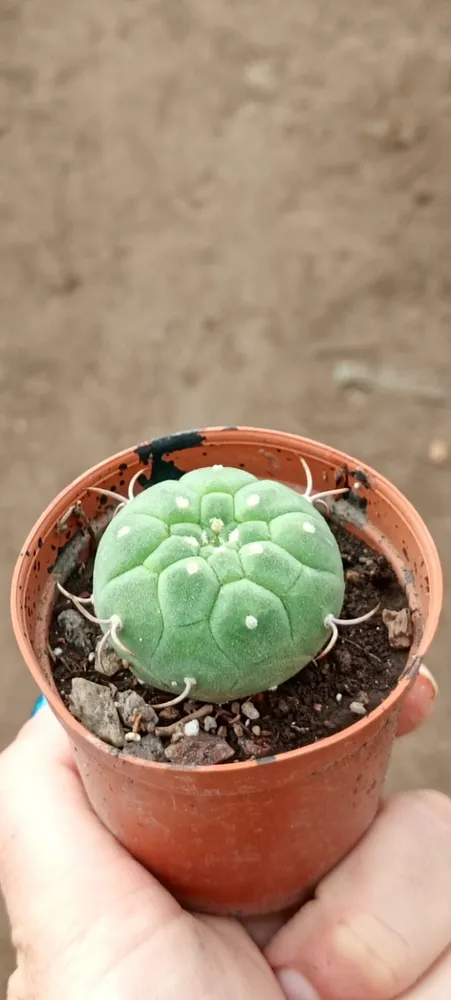 Matucana 