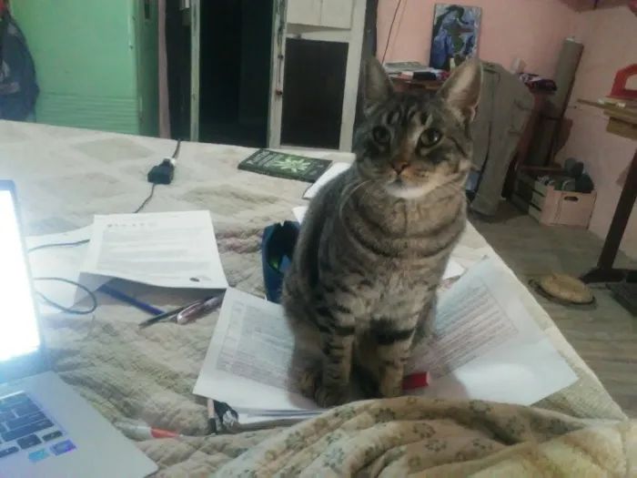 Miel de Monte Nativo