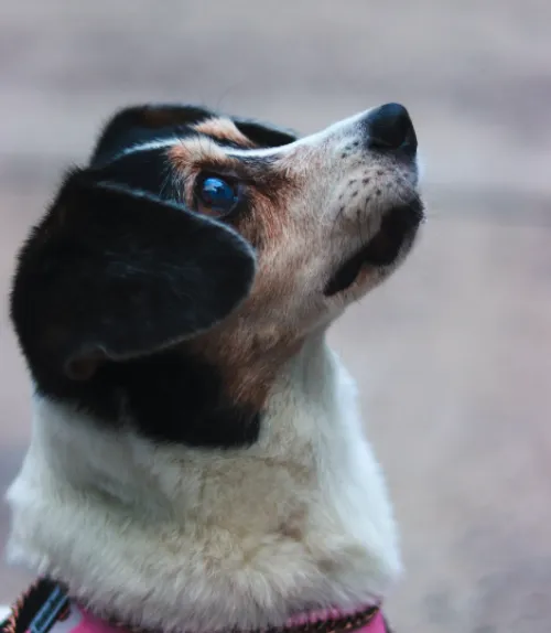 Fotografía de tu mascota + Reel 2
