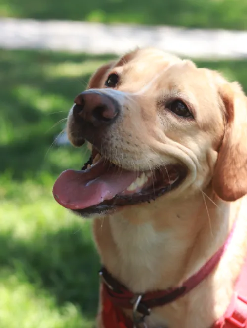 Fotografía de tu mascota + Reel 3