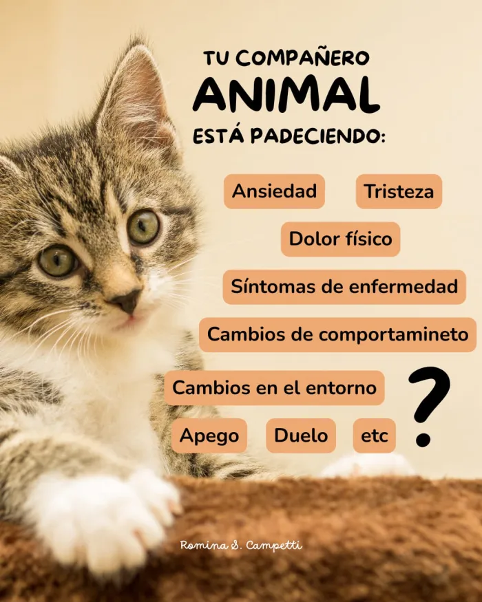 Conexión y armonización animal. 2