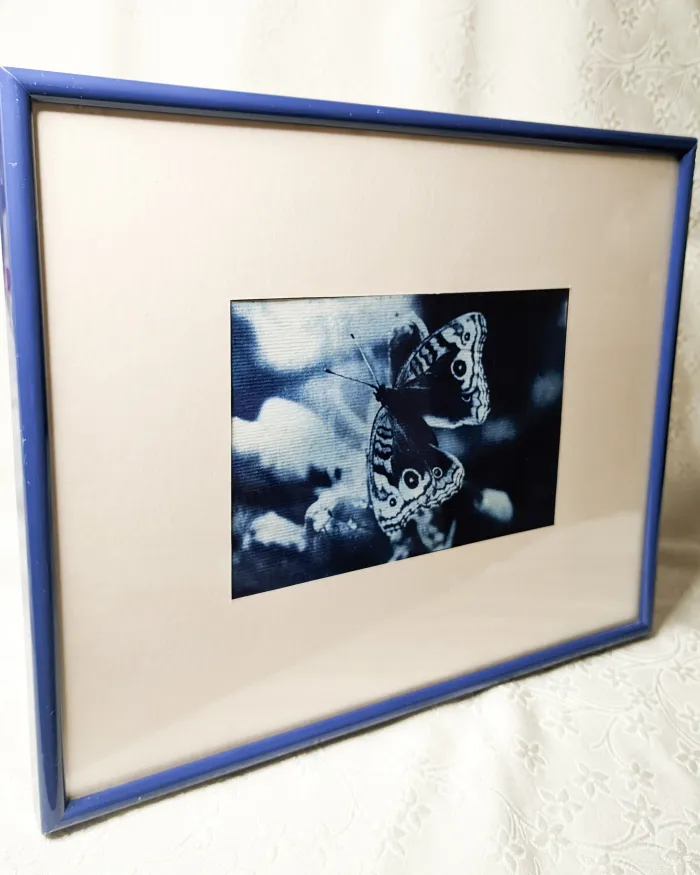 Una mariposa posando 