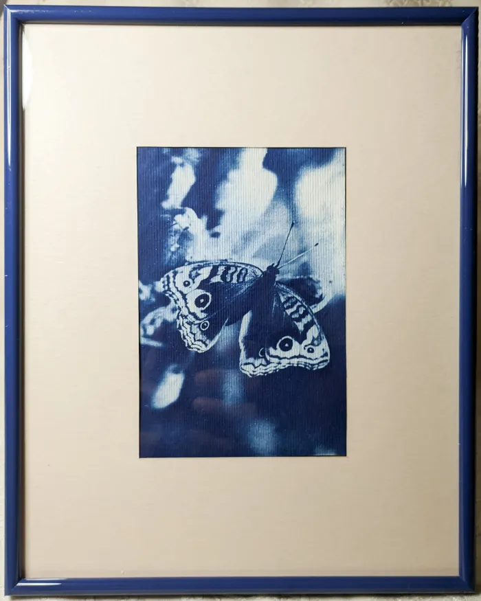 Una mariposa posando  2