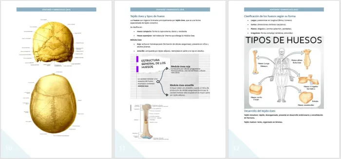 Anatomía y embriología 2