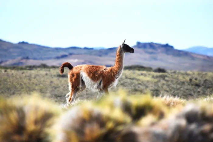 (Foto) Guanaco - JSH