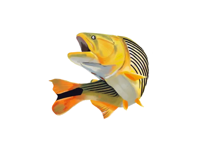 (Ilustración) Pez Dorado - JSH