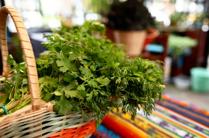 Cilantro