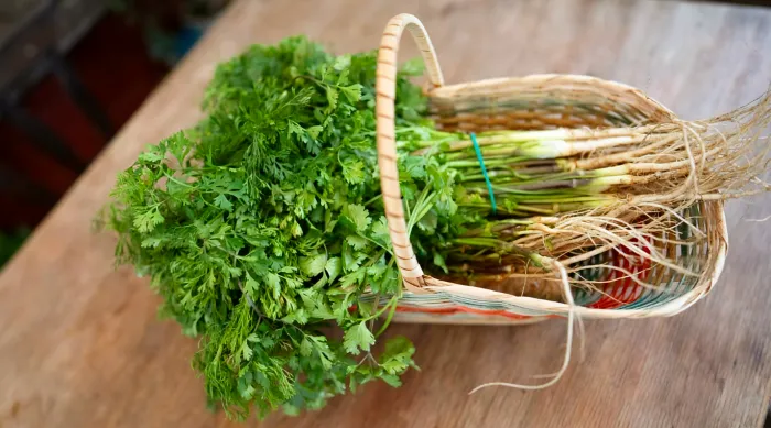 Cilantro 2