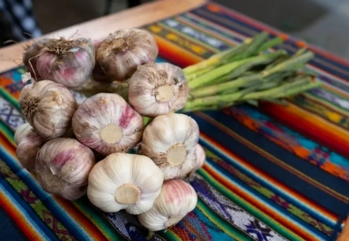 Ajo Criollo 