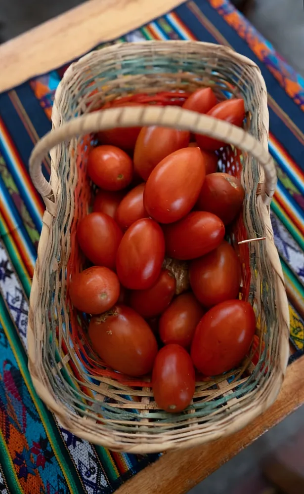 Tomate Redondo y Chonto  2