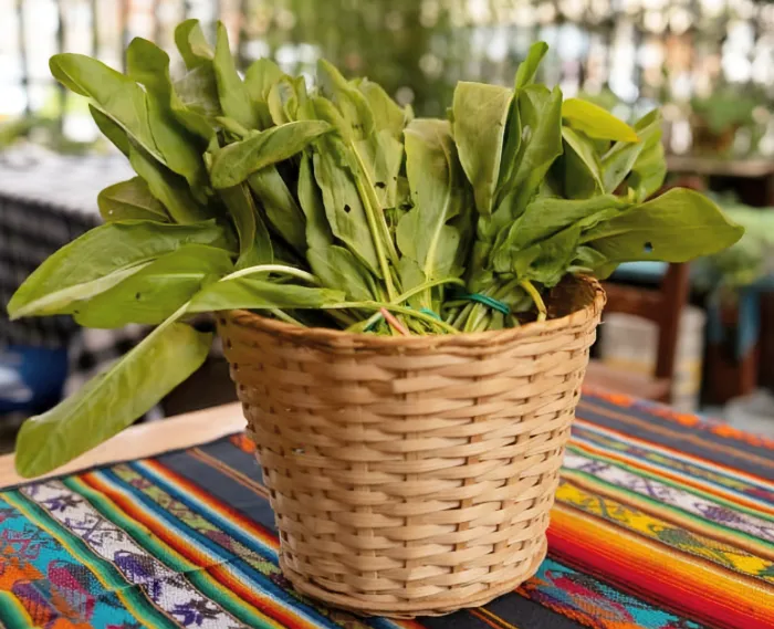 Espinaca 