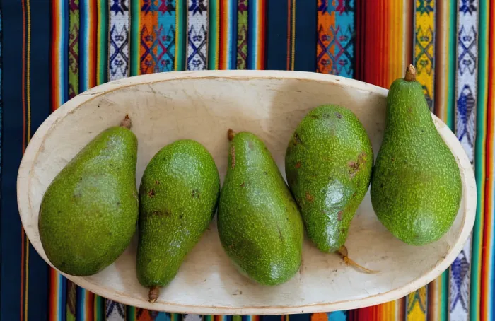 Aguacate Hass y Común