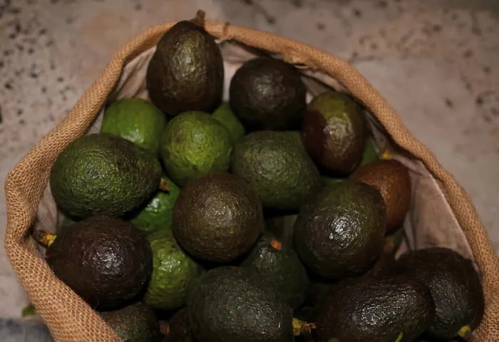 Aguacate Hass y Común 2
