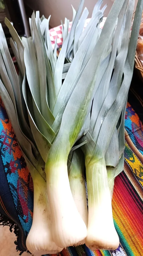 Cebolla Puerro 