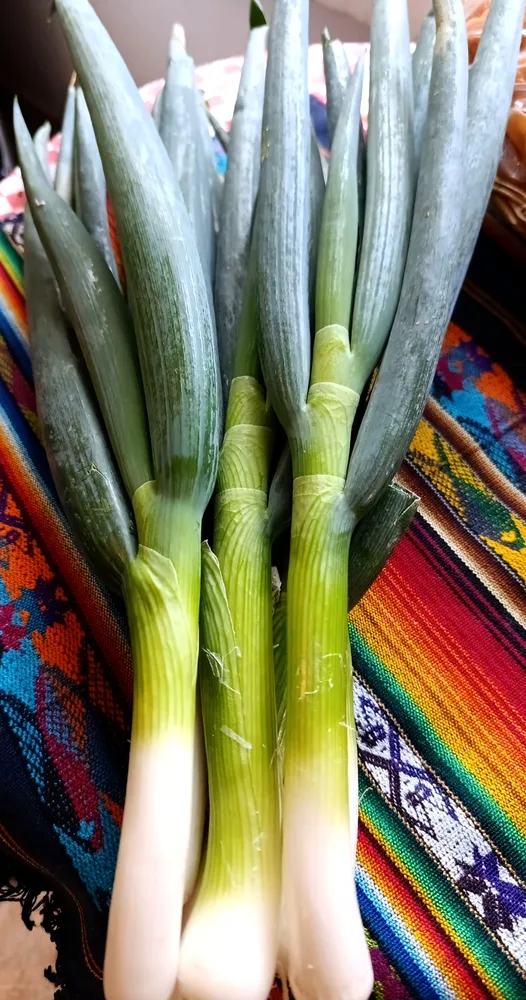 Cebolla Kiyotaki