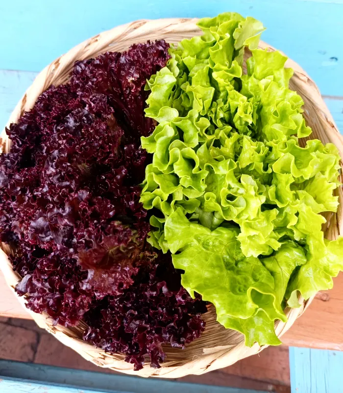 Lechuga Mora y Verde Crespa