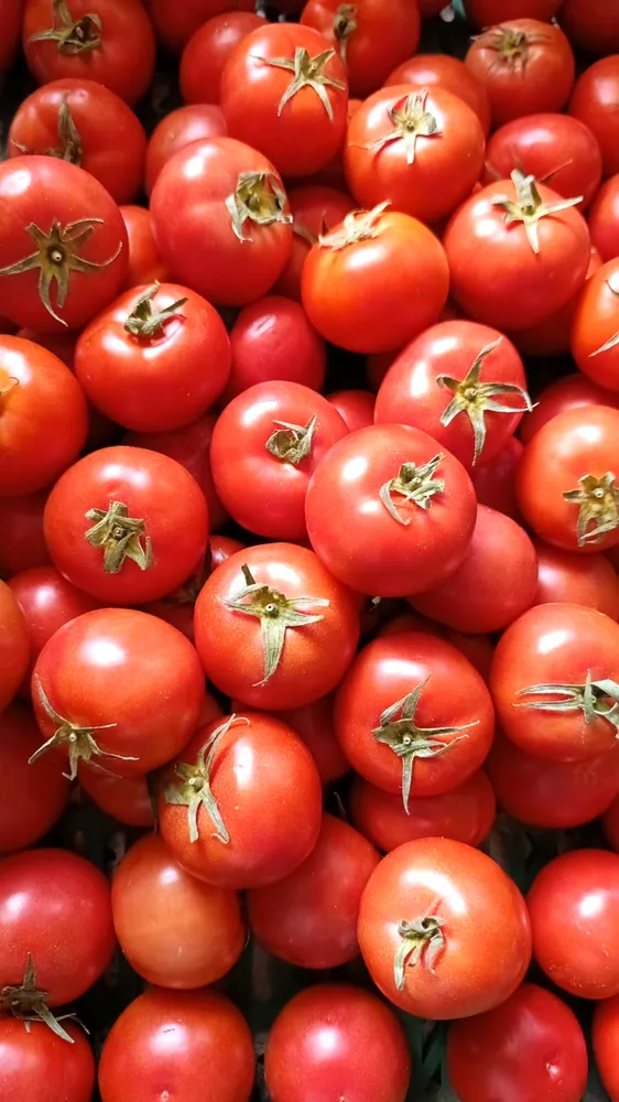 Tomate Milano