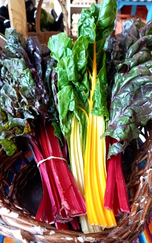Acelga De Colores 