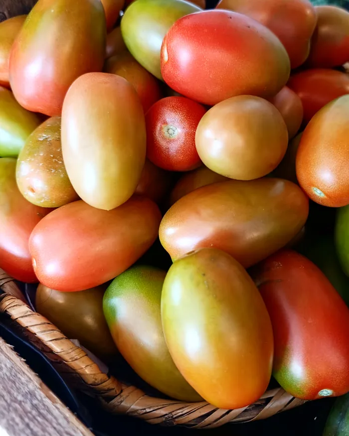 Tomate San Mariano