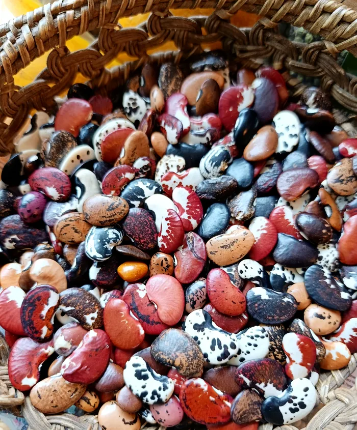 Frijoles Tipo Riñon