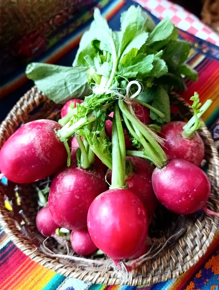 Rábano Rojo 2