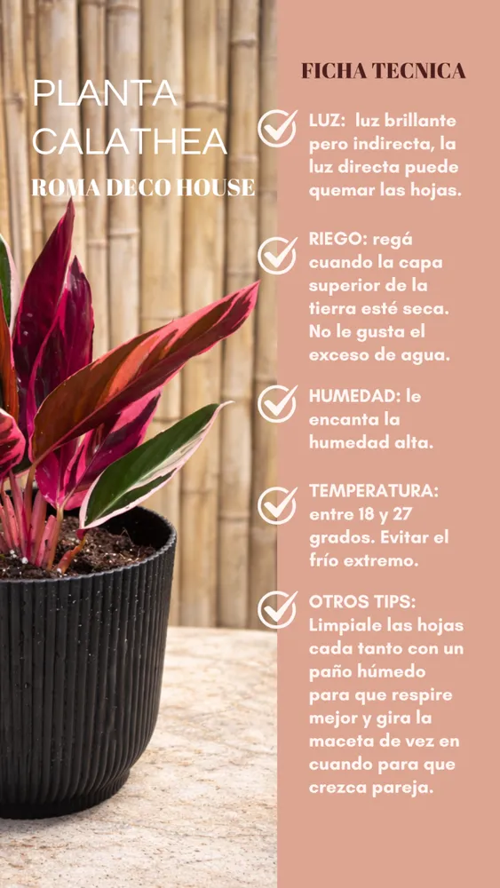 PLANTA CALATHEA 2