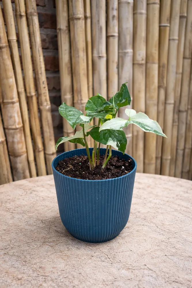 PLANTA SYGNONIUM VARIEGADO