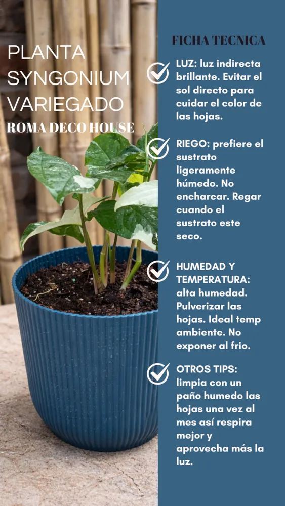 PLANTA SYGNONIUM VARIEGADO 2