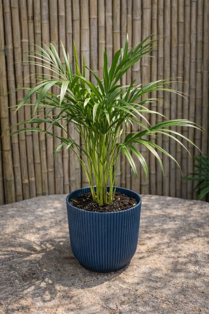PALMERA ARECA