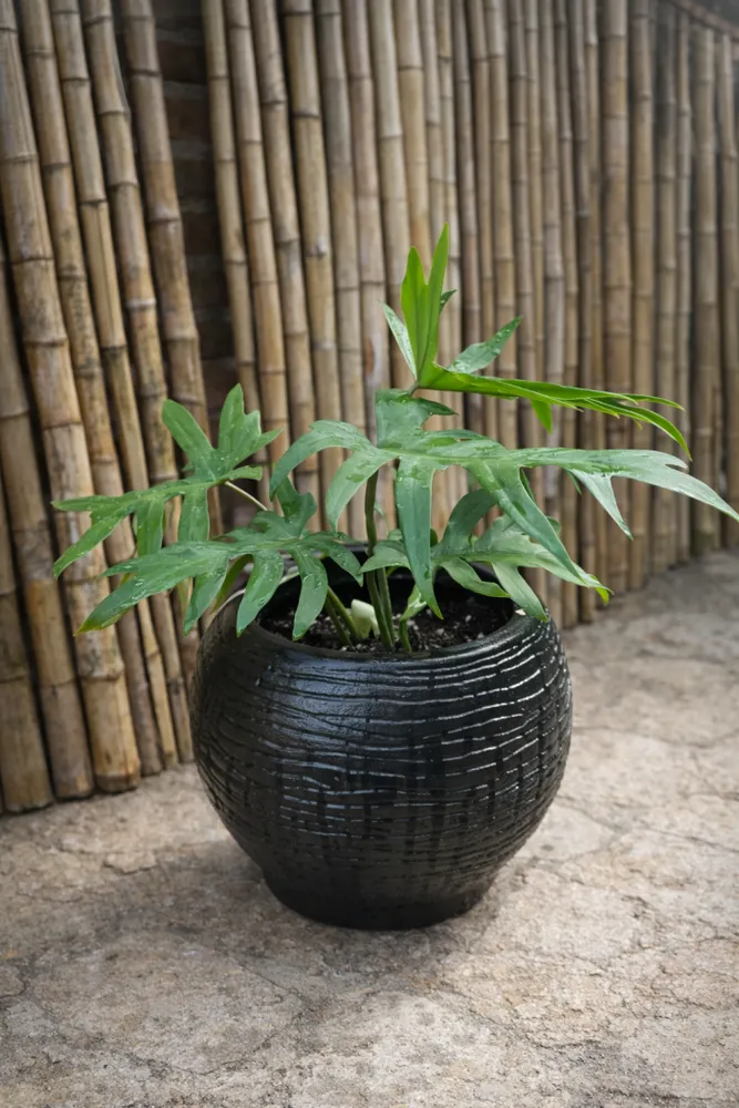 PHILODENDRON ELEGANS