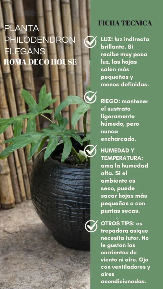 PHILODENDRON ELEGANS 2