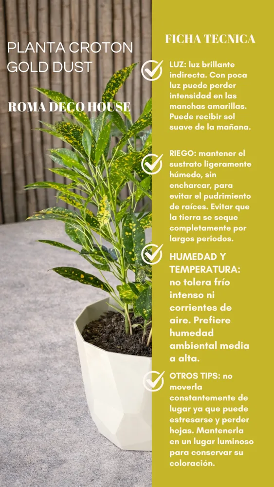 CROTON GOLD DUST 2