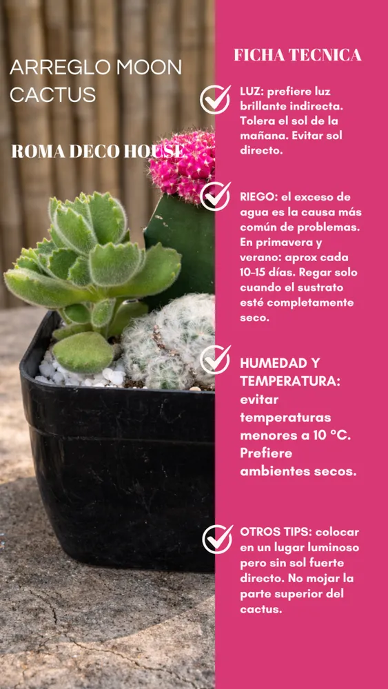 ARREGLO MOON CACTUS 2