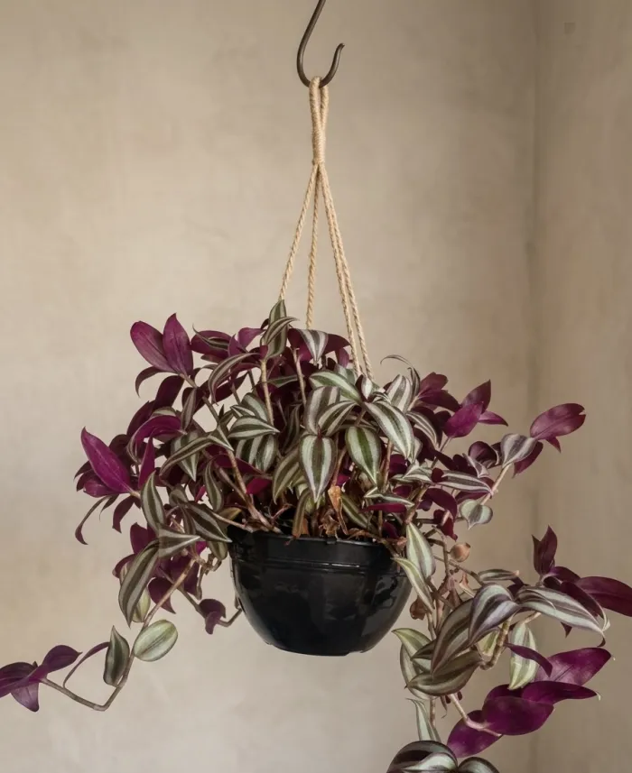 TRADESCANTIA ZEBRINA 