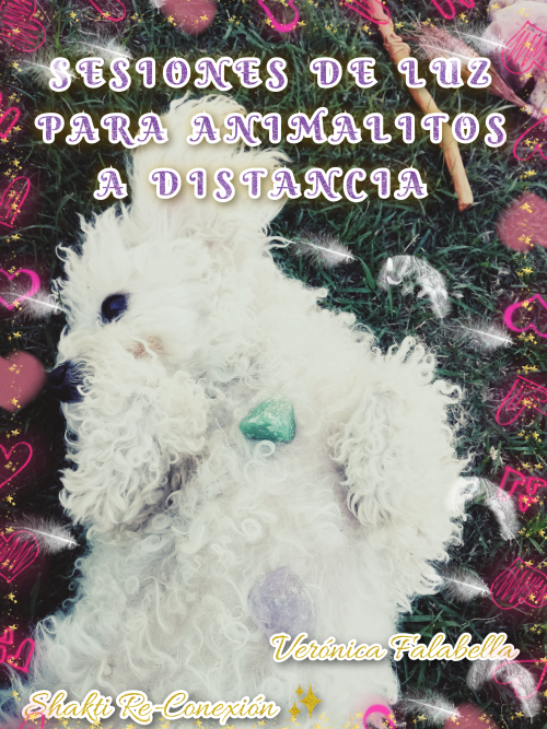 Sesiones de Luz Para Animalitos de compañía 