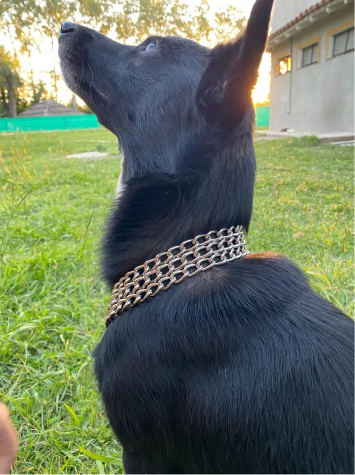 Collar Semiahorque MEDIANO (50cm) 2