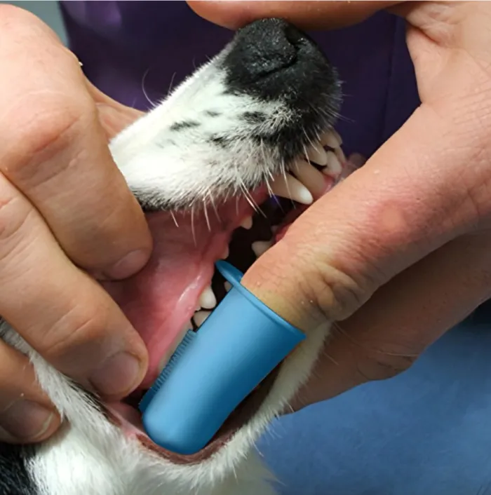 Cepillo de Dientes (Tipo dedal) 2