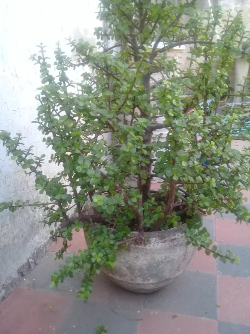 Planta del dolar con maceta de piedra redonda